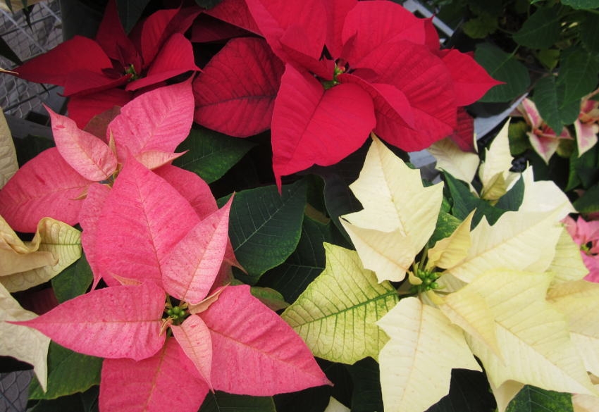 Poinsettia Care