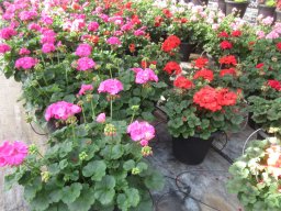 Geranium Pots