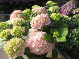 Large Hydrangea