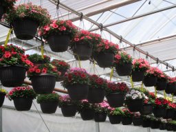 Hanging Basket Line