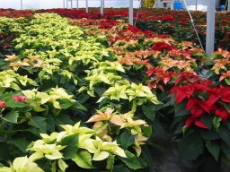 Poinsettia Colouring Up