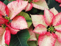 Novely Poinsettia