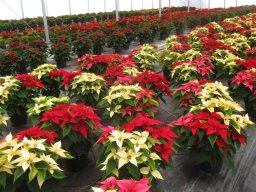 Multi-Colour Poinsettias