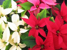 Poinsettias Colours