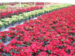 Poinsettias In Colour