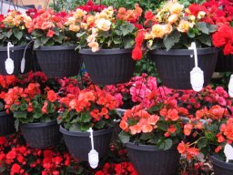 Begonia Baskets