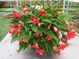 Large Begonia Basket