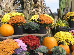 Fall Flowers