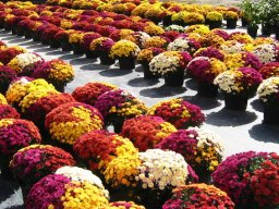 Fall Mums