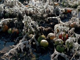 Frozen Tomatoes