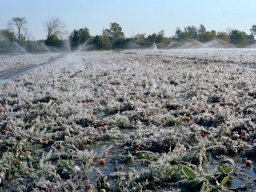 Irrigating Tomatoes