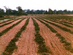 Strawberry Field